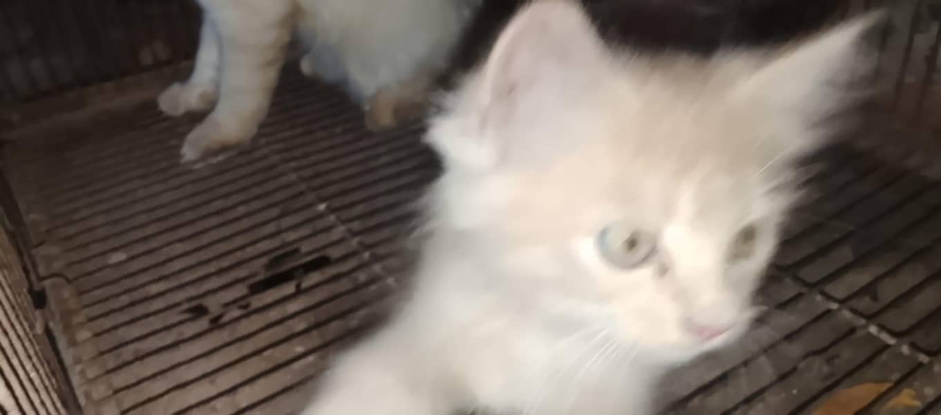 kitten 3