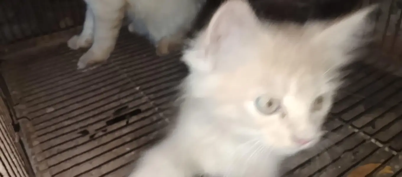 kitten — photo 4