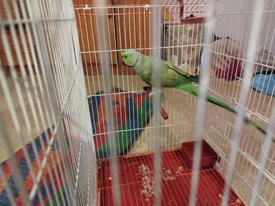 ringneck for breeding with  new cage