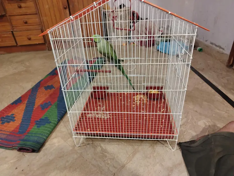 ringneck for breeding with  new cage — photo 2