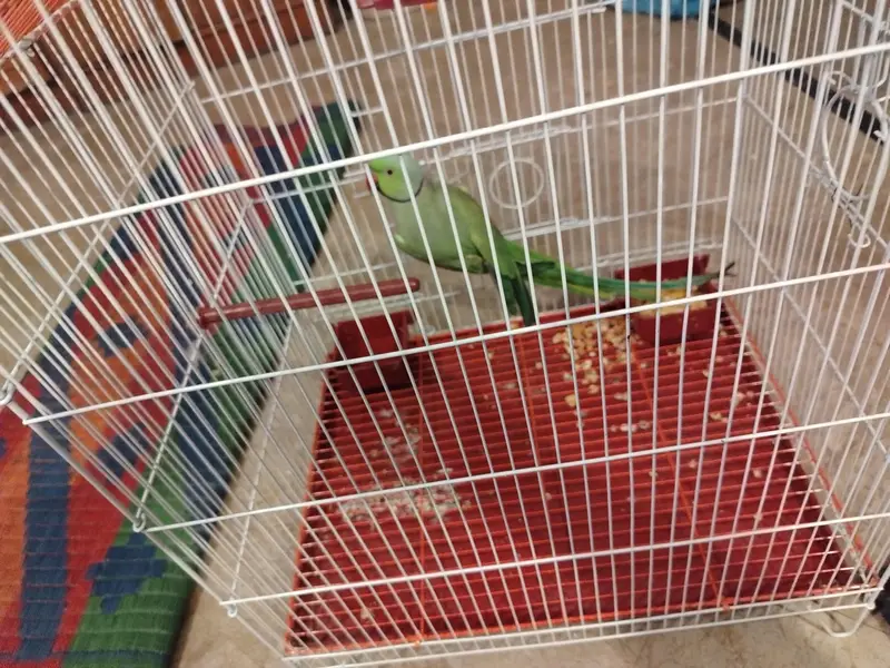 ringneck for breeding with  new cage — photo 3