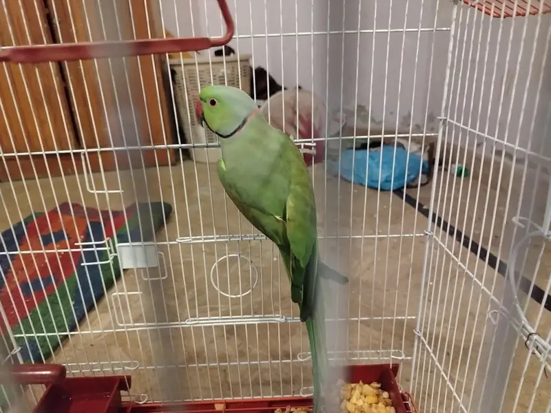 ringneck for breeding with  new cage — photo 4