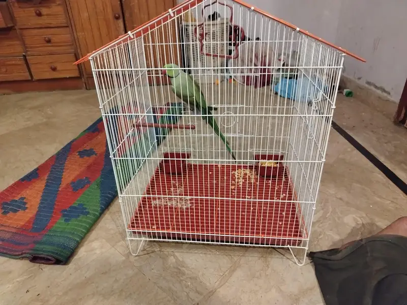 ringneck for breeding with  new cage — photo 5