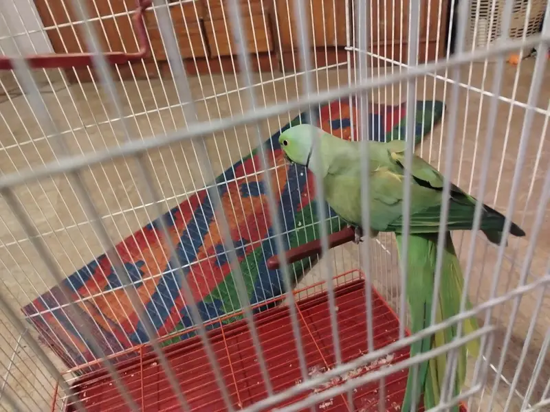 ringneck for breeding with  new cage — photo 6