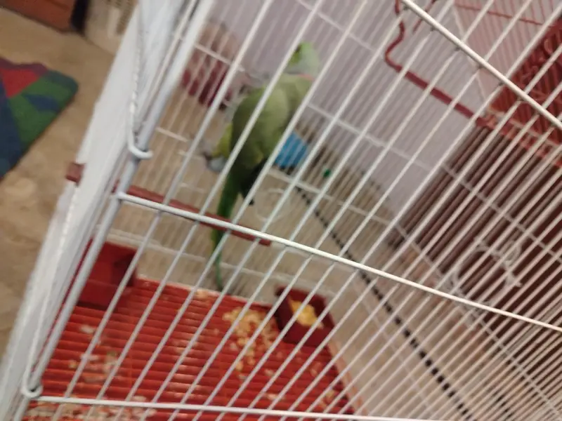ringneck for breeding with  new cage — photo 7
