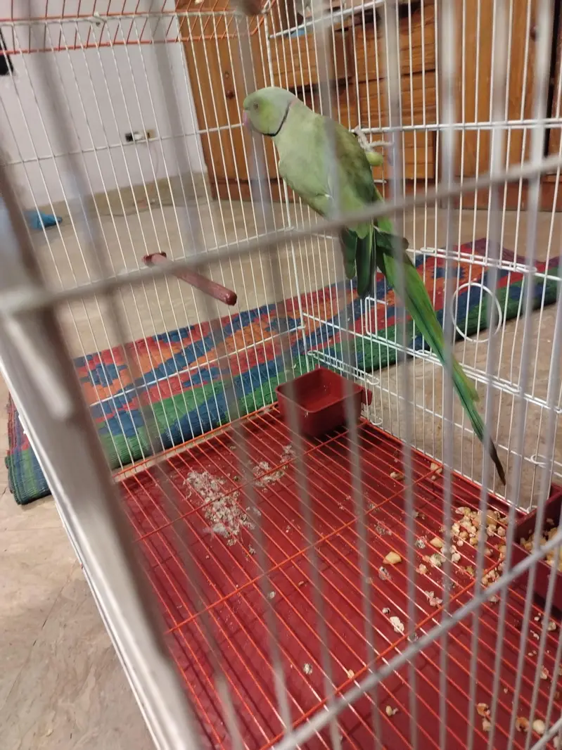 ringneck for breeding with  new cage — photo 8