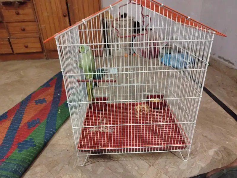 ringneck for breeding with  new cage — photo 9