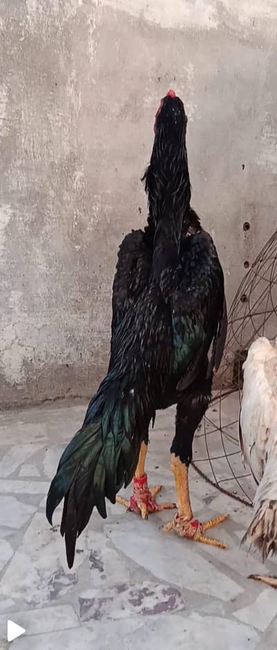 black japanese Shamo patha