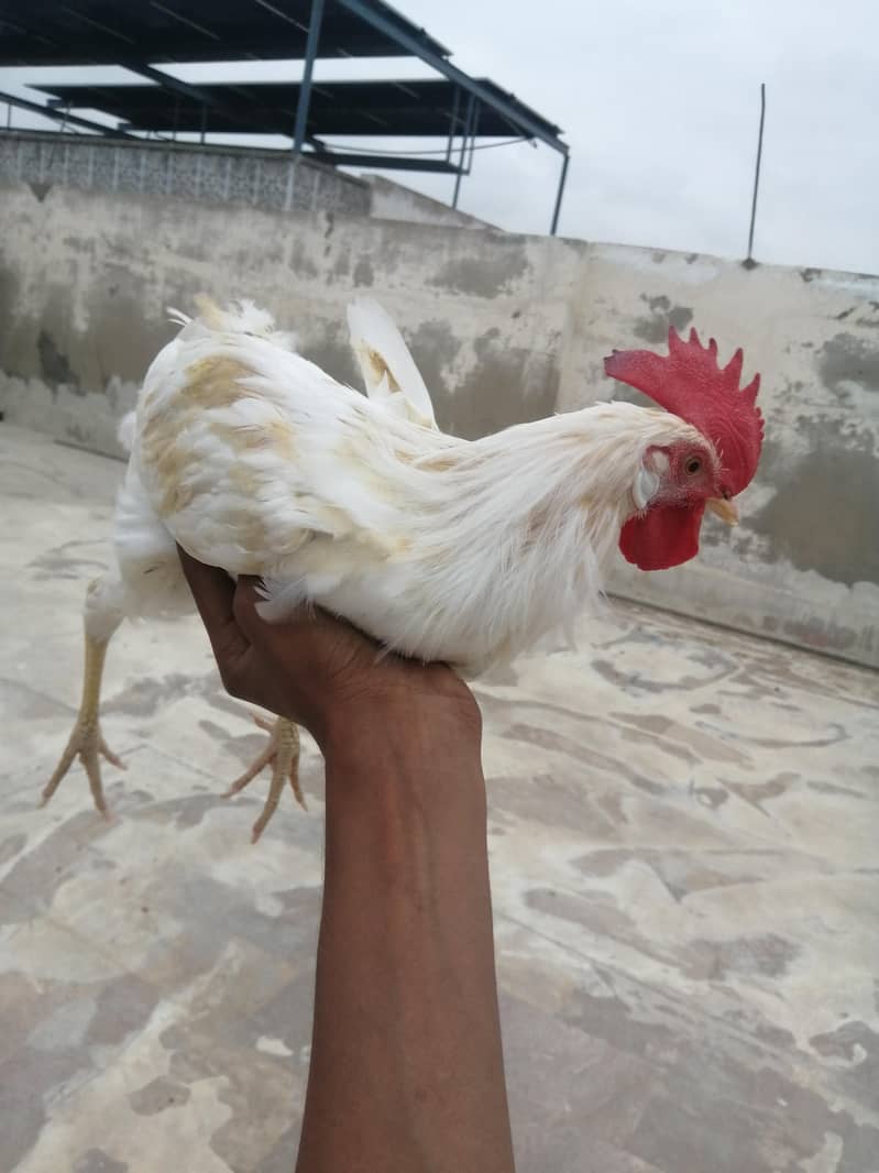 murga 1