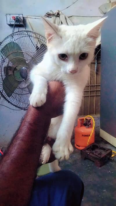 white cat