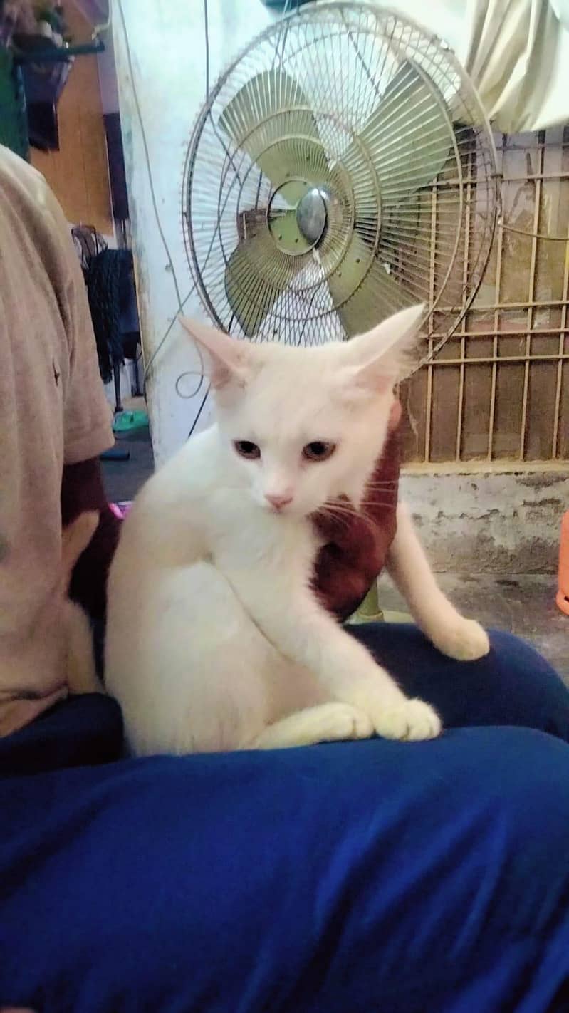 white cat 1