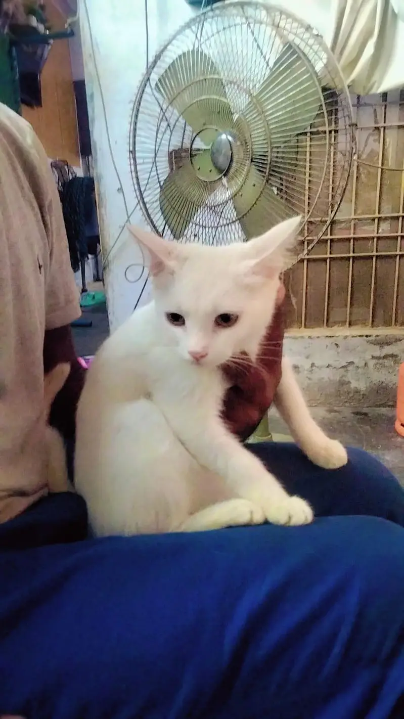 white cat — photo 2