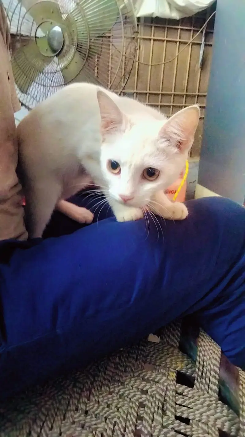 white cat — photo 3