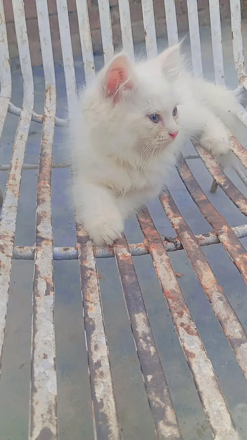 Persian kittens available white — photo 3