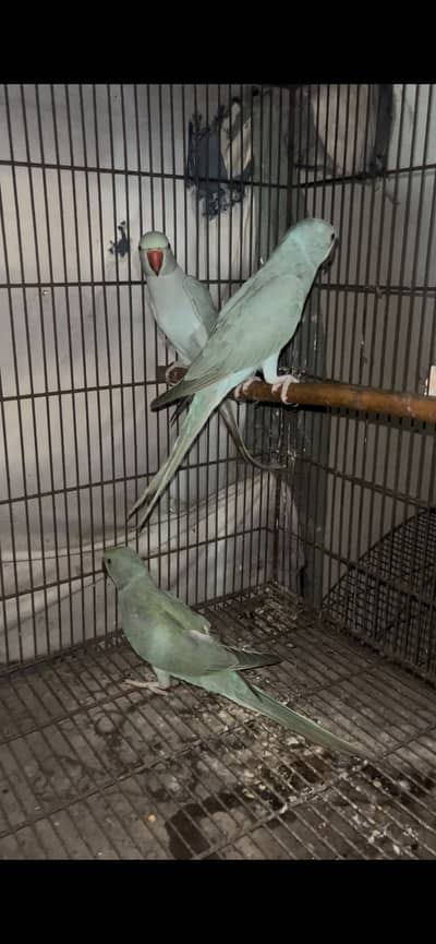 Blue ring nick parrot
