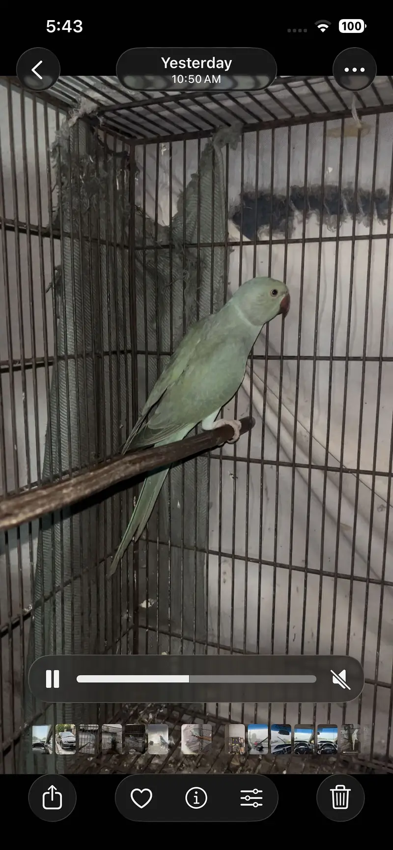 Blue ring nick parrot — photo 2