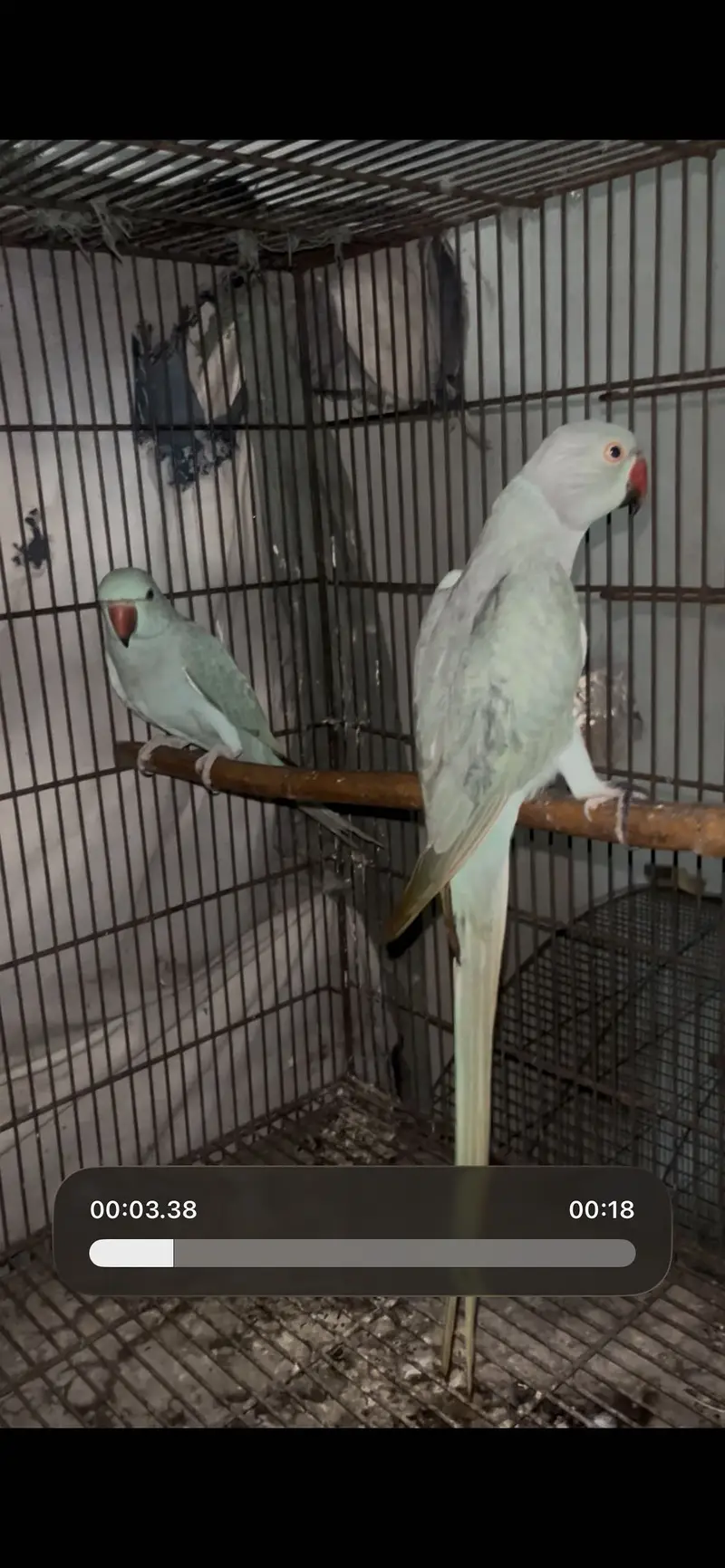 Blue ring nick parrot — photo 3