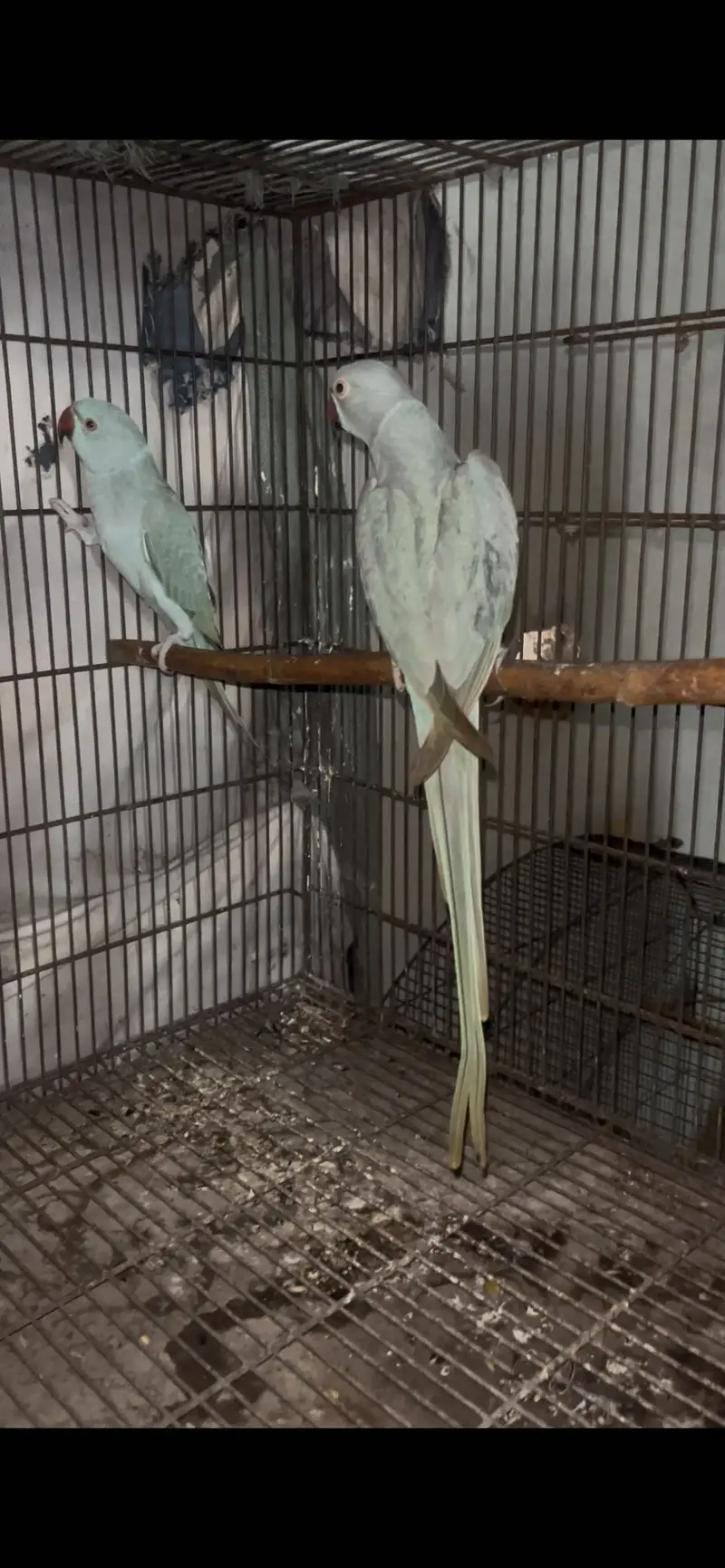 Blue ring nick parrot — photo 4