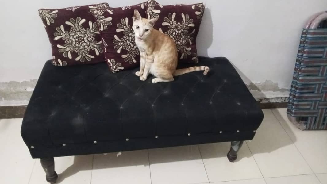 dining table chairs and sofa 2