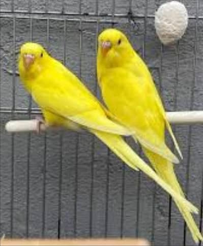 Lotino Red eye Budgies Pair