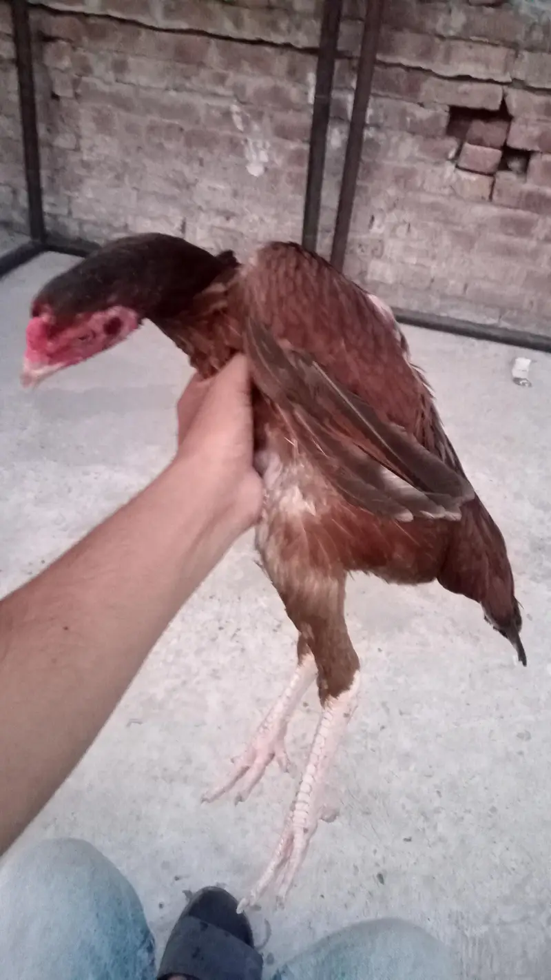 aseel female Pakistani — photo 5