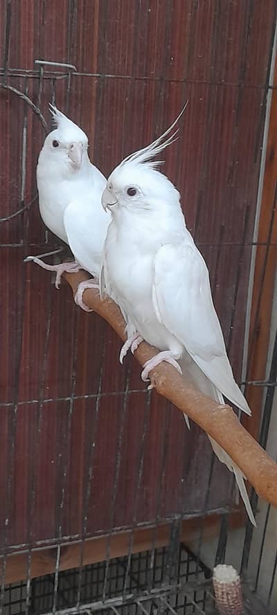 breder pair for sale location multan just Birds lover hi rabita karin