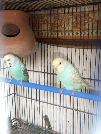 Rainbow budgie breeder pair for sell