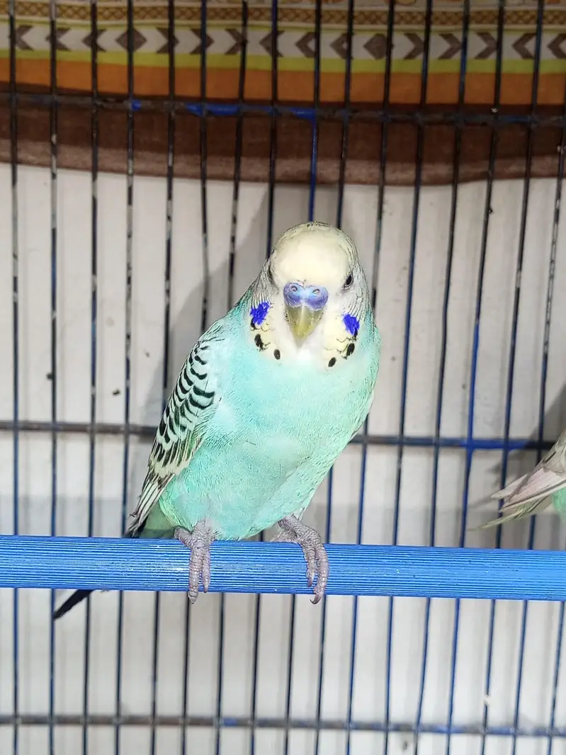 yellow face budgie breeder pair for sell — photo 2