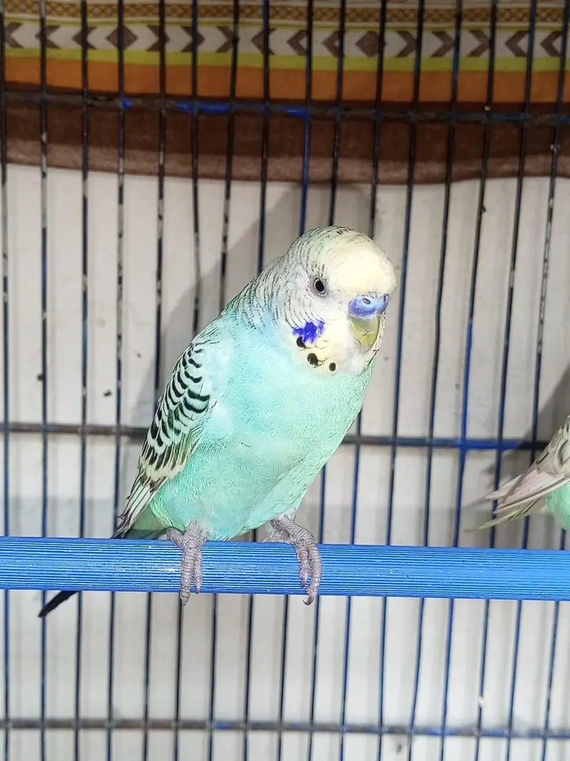 yellow face budgie breeder pair for sell — photo 3