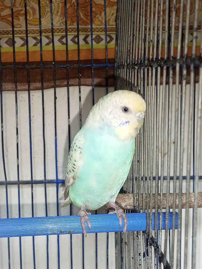 yellow face budgie breeder pair for sell — photo 4