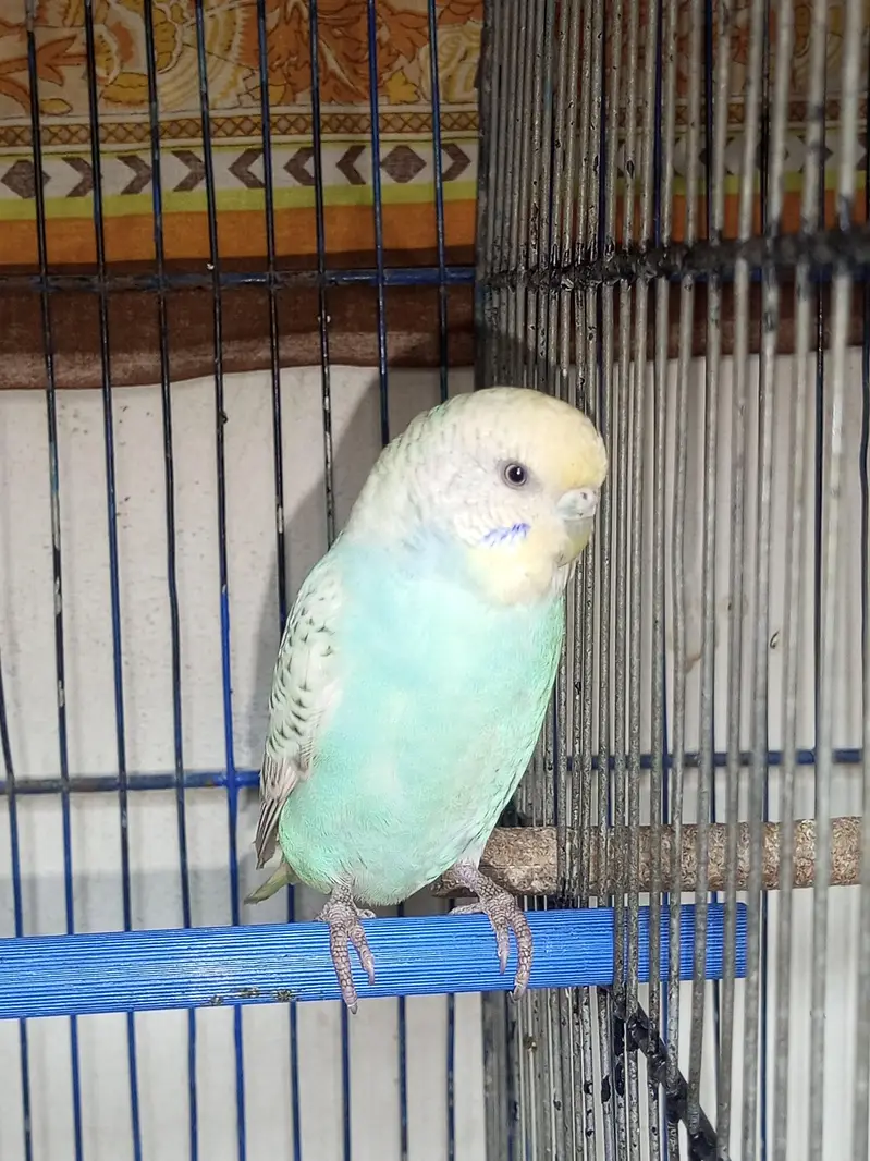 yellow face budgie breeder pair for sell — photo 5