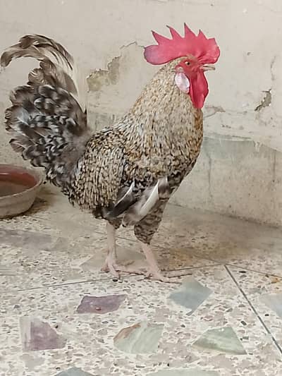 Beautiful Healthy Silver Rooster Hen