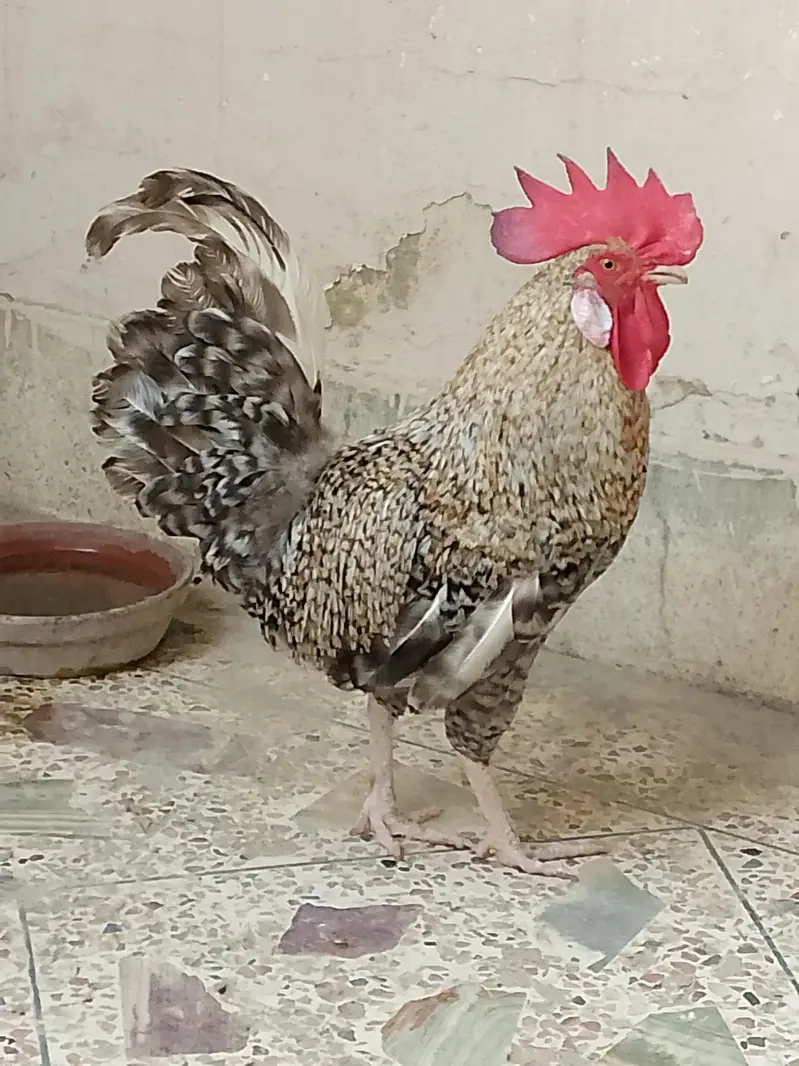 Beautiful Healthy Silver Rooster Hen — photo 2