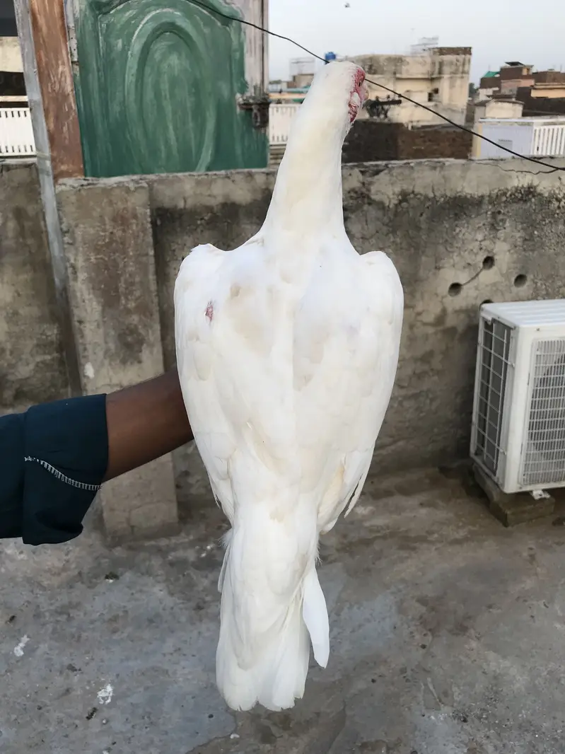 Aseel madi O33Z 33 I6I 33 whattsapp or phone — photo 4