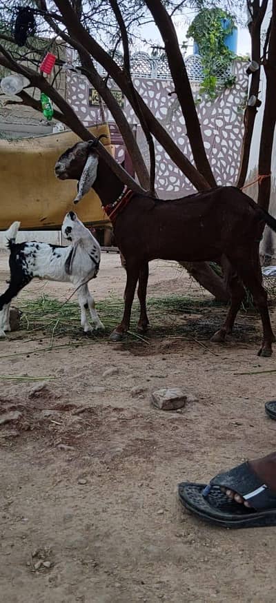 خوبصورت بکری