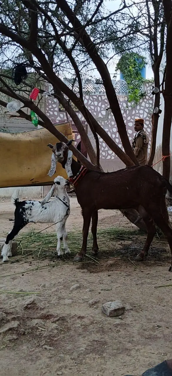 خوبصورت بکری — photo 2