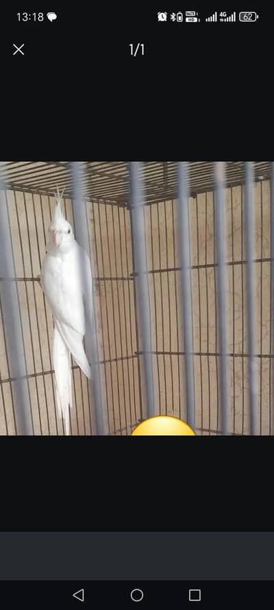 breder pair for sale location multan just Birds lover hi rabita karin