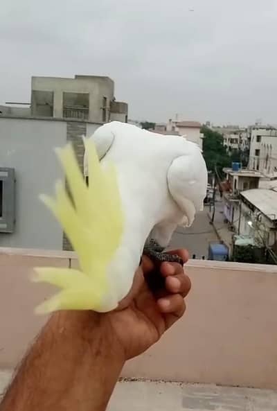 sulphur Crested cocato/03156376925