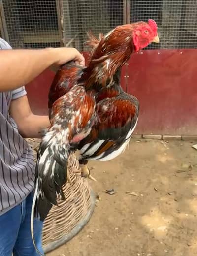 Aseel home breed