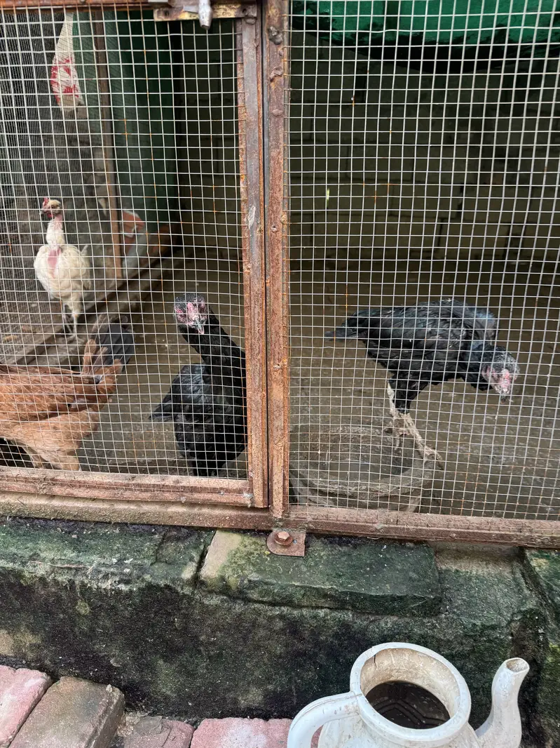 Aseel home breed — photo 4