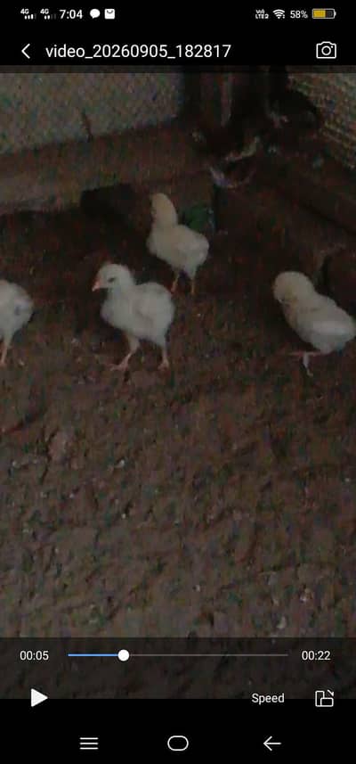 white Heera and yellow aseel chick's available on reasonable price
