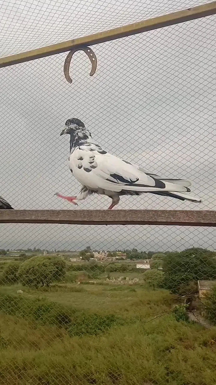 highflyer pkr k Kbotr — photo 4