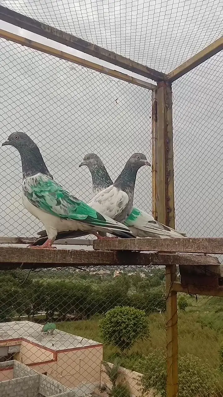 highflyer pkr k Kbotr — photo 5