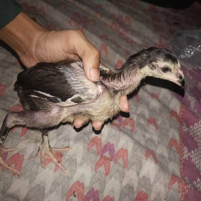 High Quality Aseel Shamo Thai Champion Laraka - 1 Month Old