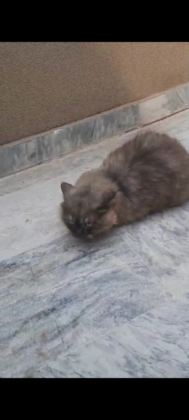 1 grey  male and 1 white  female persuan punch face cats — photo 4
