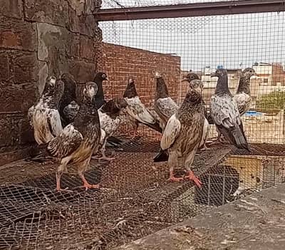Home Breed High Quality Parwazi or Breeder Bchay