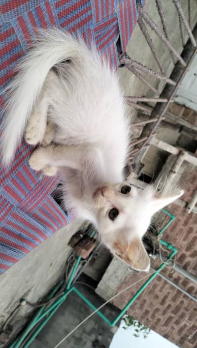 Persian kitten | Siamese | Blue Eyes | white| Cat | Persian | cat