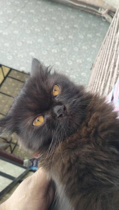 Persian kitten | Siamese | Blue Eyes | white| Cat | Persian | cat