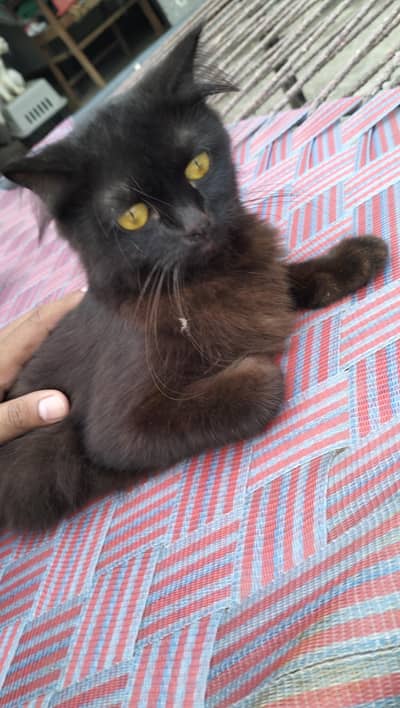 Persian kitten | Siamese | Blue Eyes | white| Cat | Persian | cat