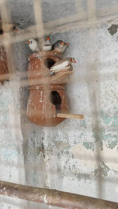 Zebra finches